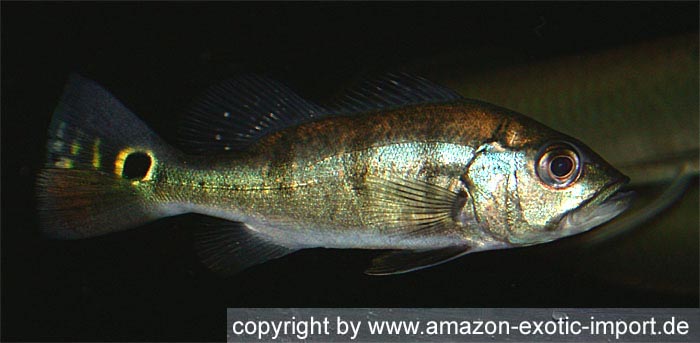 Cichla spec. Rio Xingu